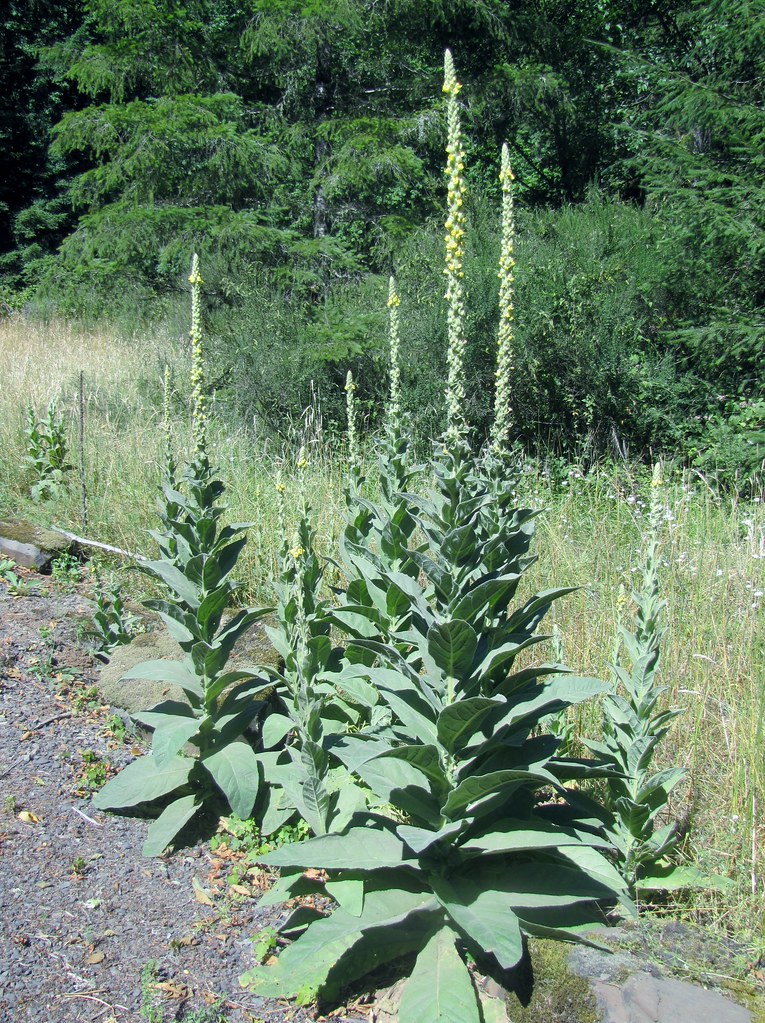 Mullein for lungs