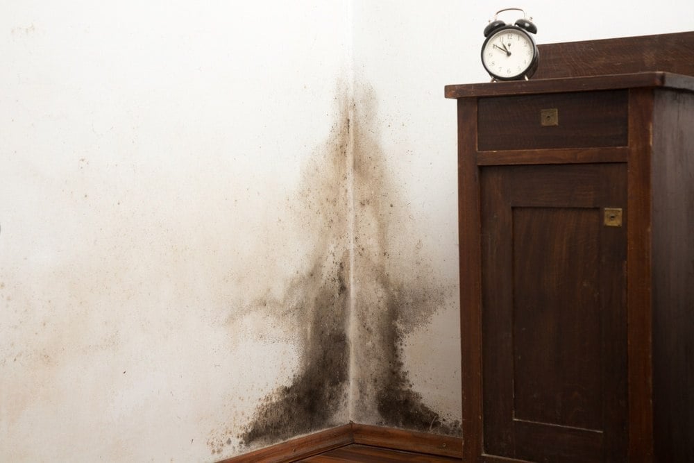 Effective Ways to Kill Black Mold in Your Home in 2025! Discover Proven Techniques for a Mold-Free Living Space.