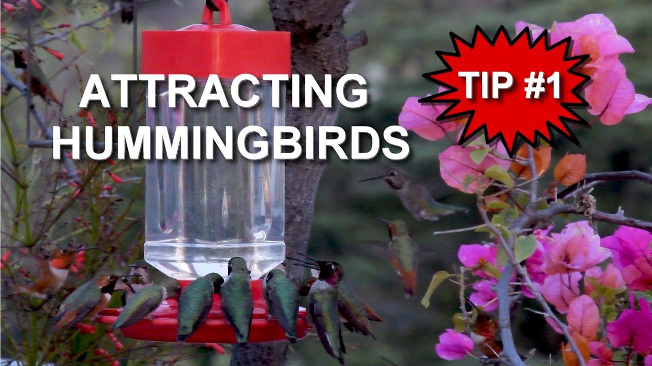 Smart Ways to Attract Hummingbirds in Your Backyard in 2025 – Discover Proven Tips!