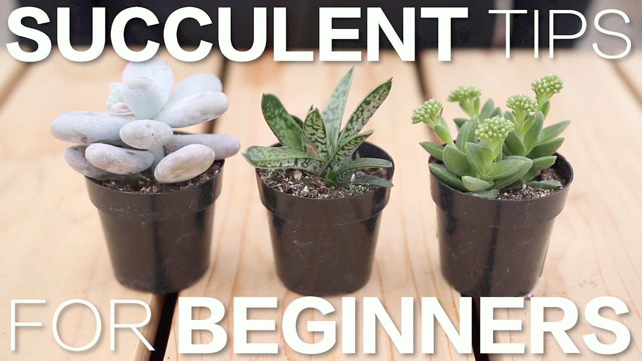 Essential Guide to How to Care for Succulents in 2025: Practical Tips to Help Your Plants Thrive