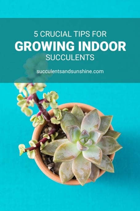 How to Care for Succulents with vibrant arrangements