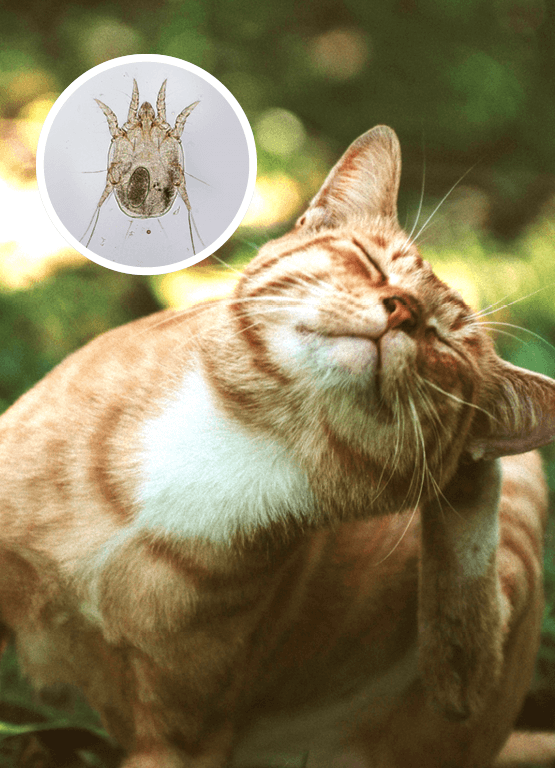 How to Properly Check for Ear Mites in Cats: Expert Tips for Pet Owners in 2025