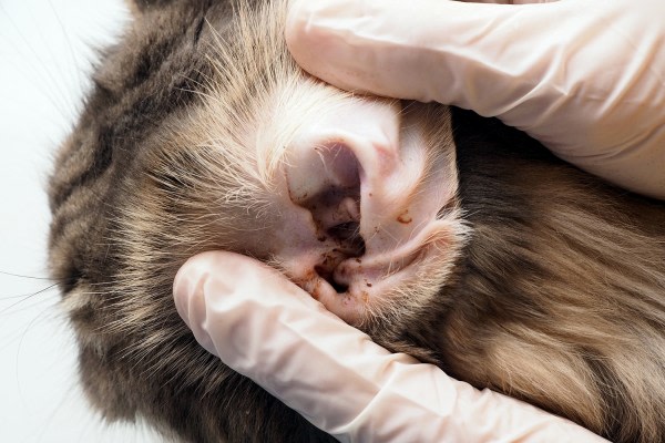 Checking for Ear Mites in Cats