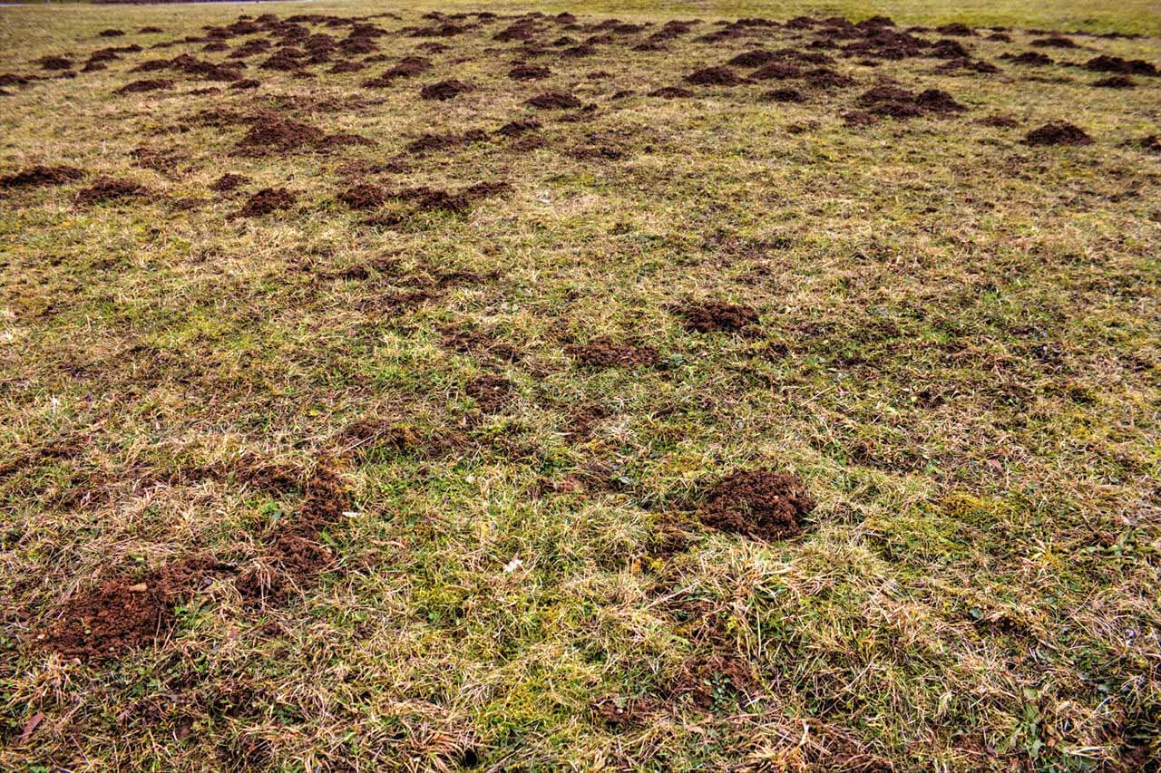 Effective Ways to Get Rid of Gophers in 2025: Practical Tips for a Rodent-Free Yard