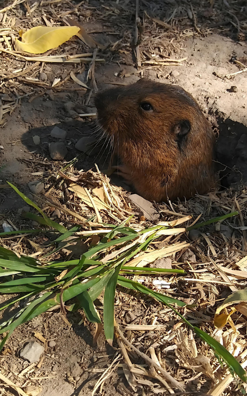 Techniques for managing gophers