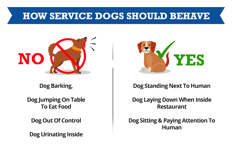 Effective Ways to Stop a Dog from Barking: Proven Tips for a Quieter Home in 2025