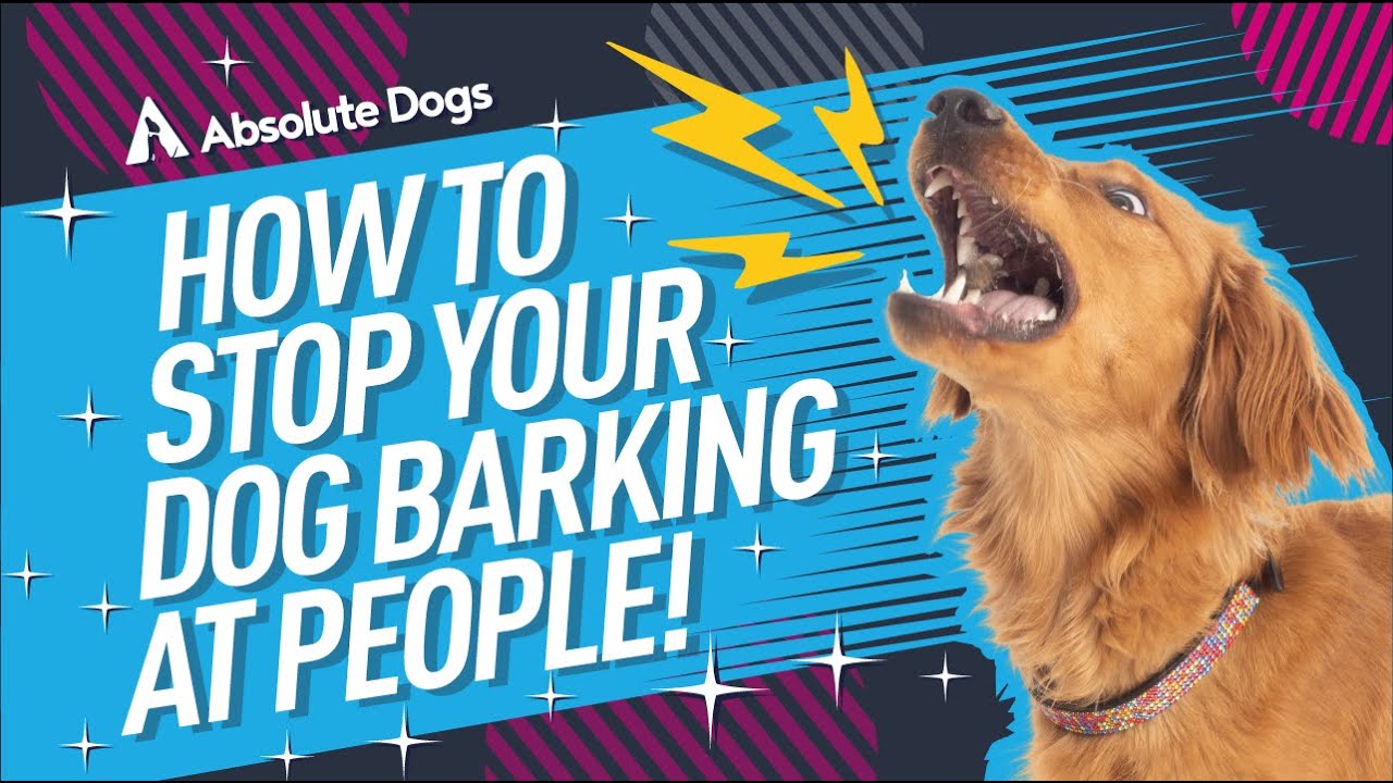 Dog training techniques for barking