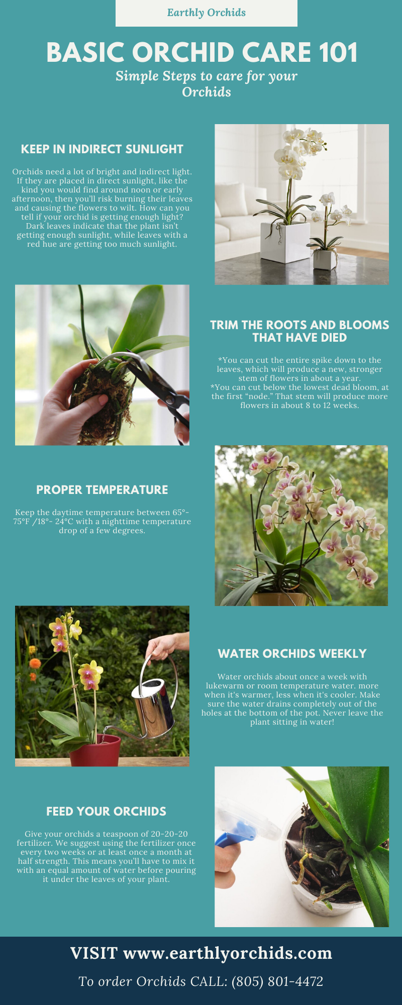 How to take care of orchids