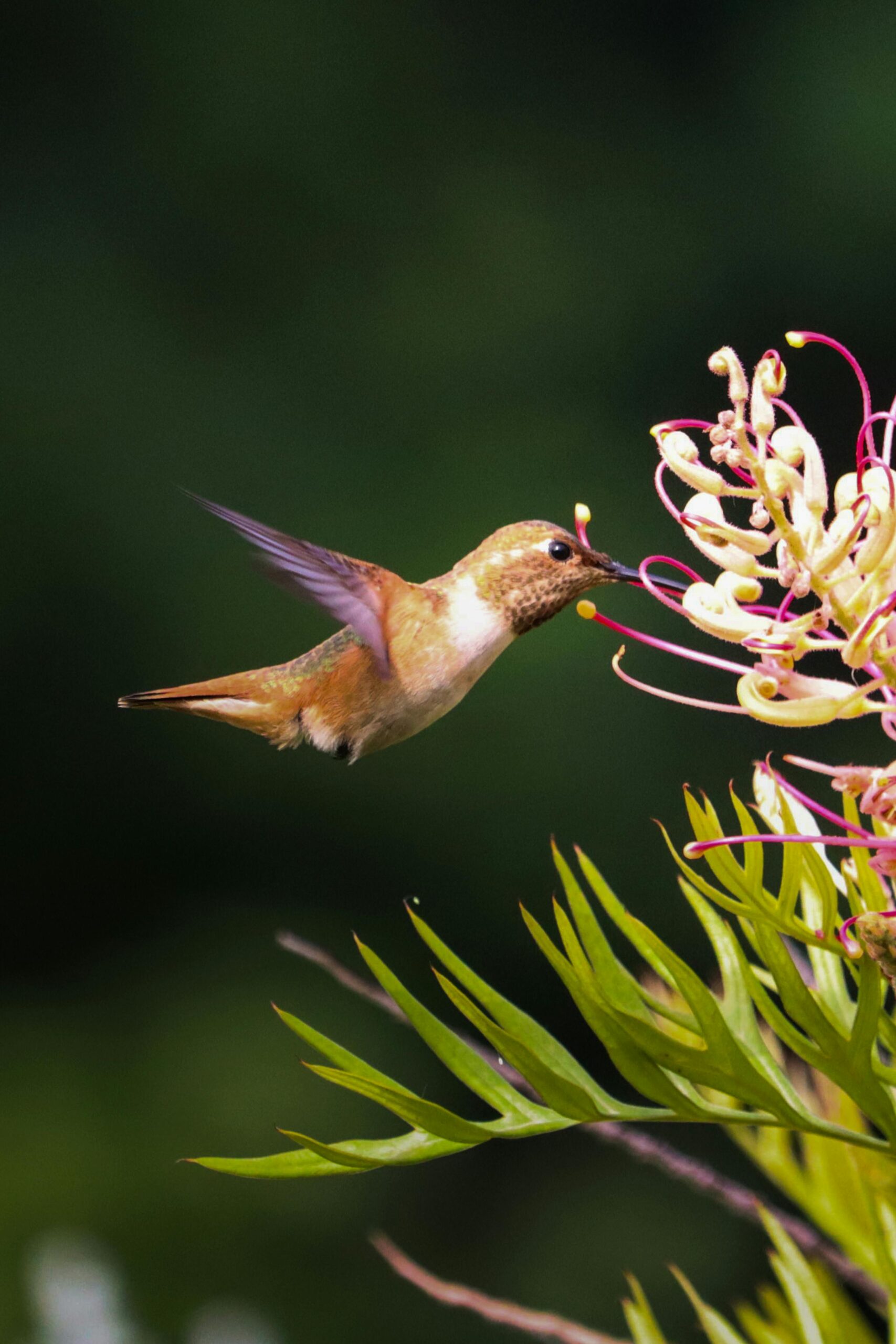 How to Properly Make Hummingbird Nectar for 2025: Essential Tips & Recipes