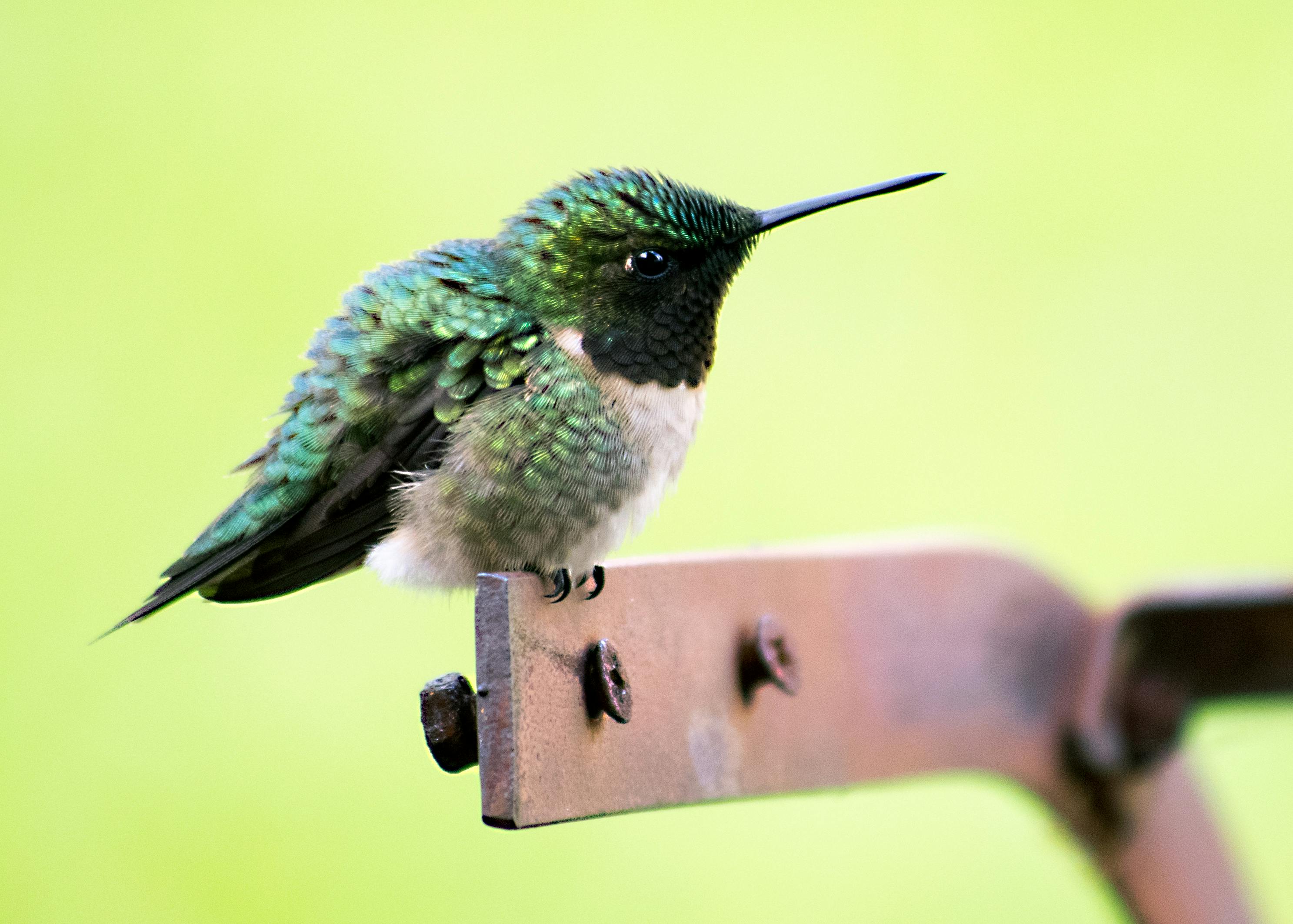 Homemade Hummingbird Nectar Preparation