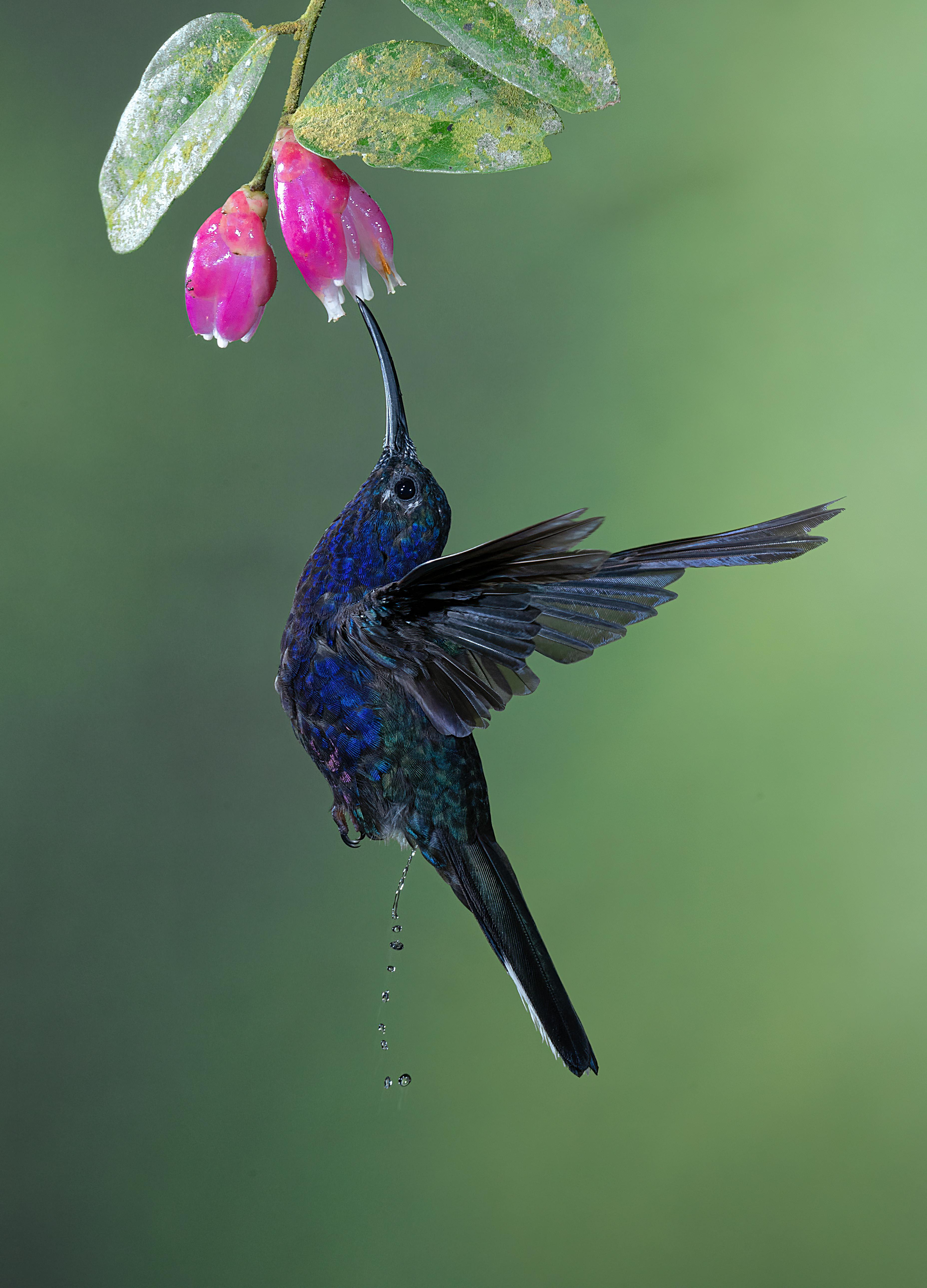 Nectar Filled Hummingbird Feeder