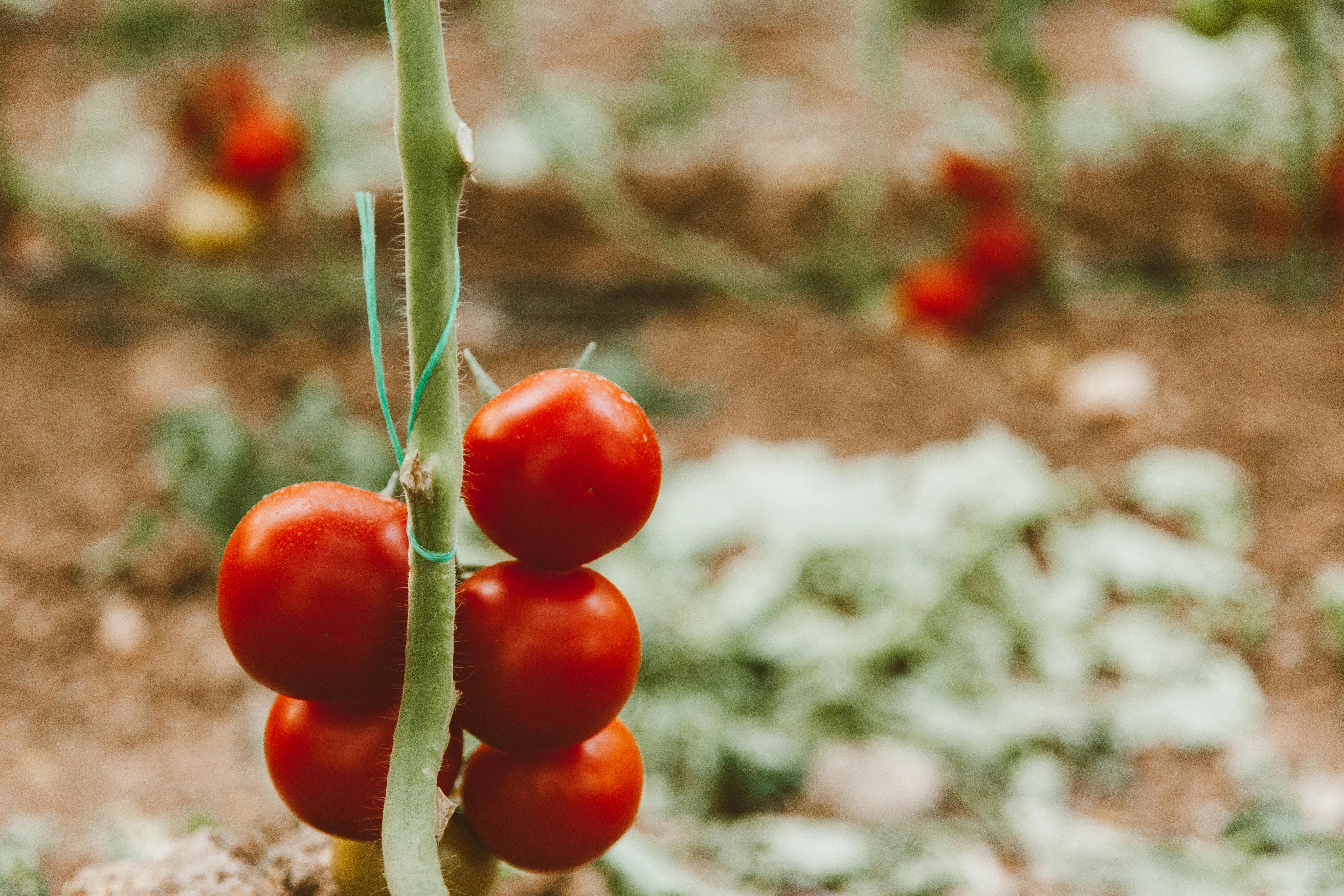 Transplanting Tomatoes