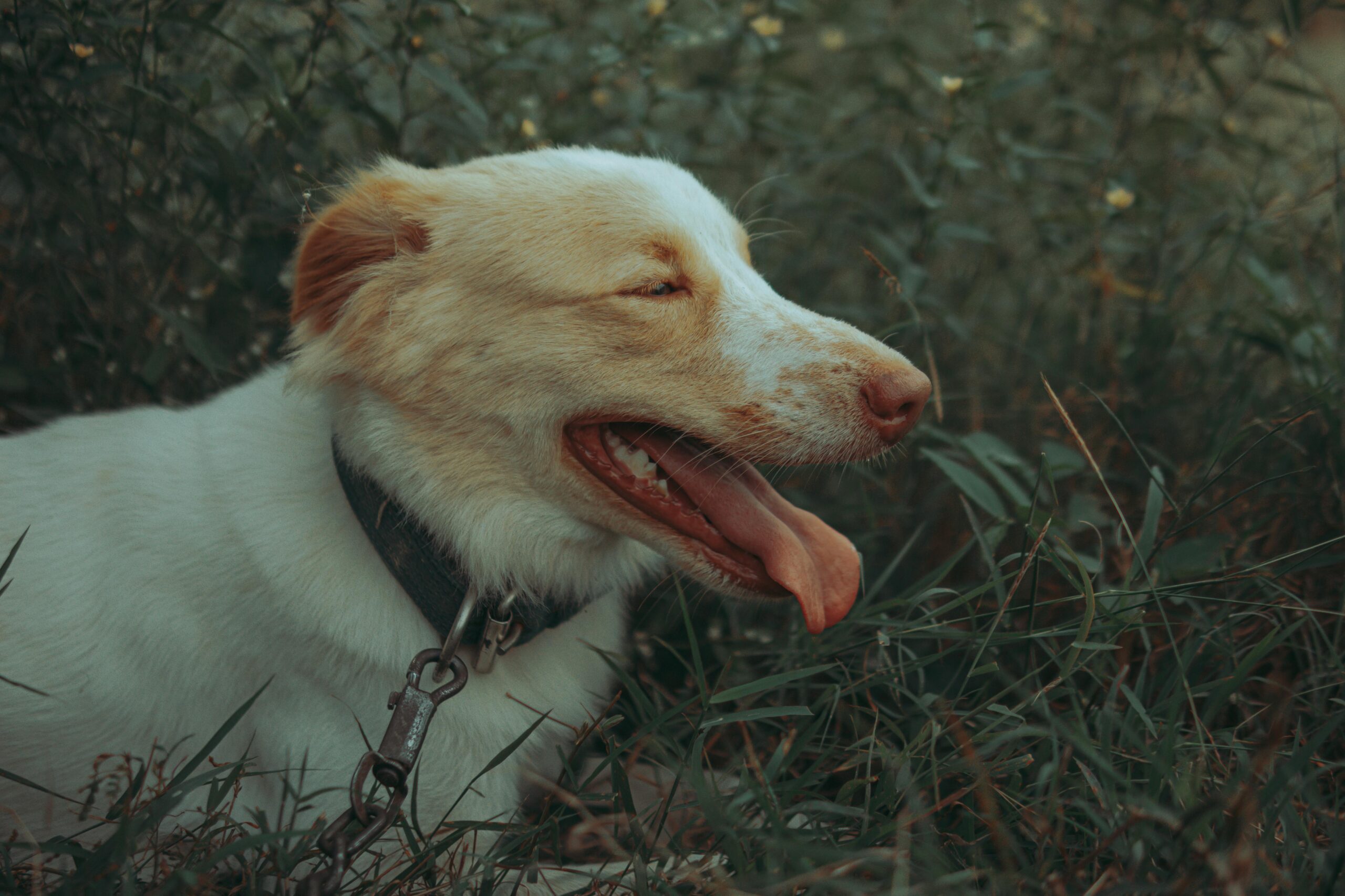 Smart Ways to Calm a Panting Dog: Effective Techniques for Peaceful Pet Care in 2025