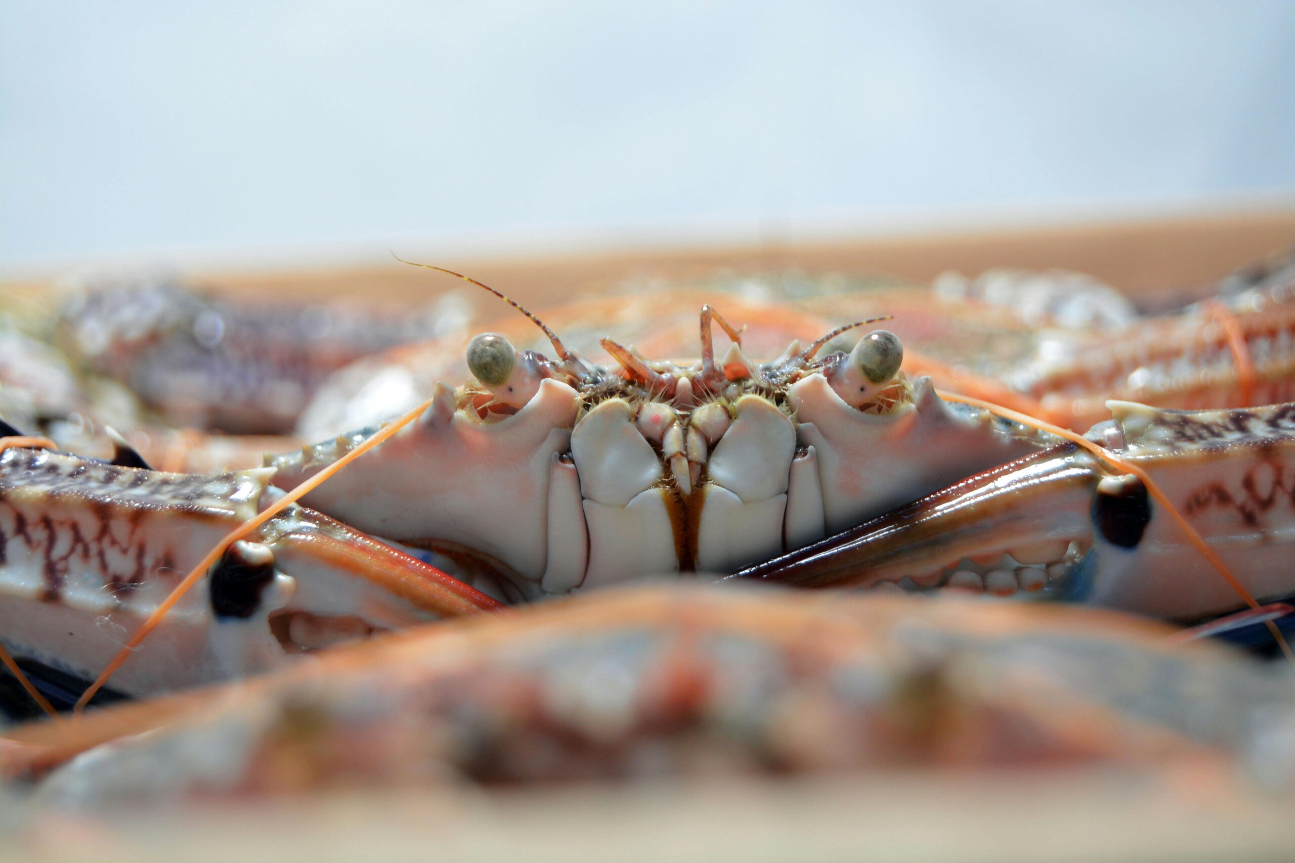 Smart Ways to Cook Frozen Crab Legs for a Delicious Meal in 2025